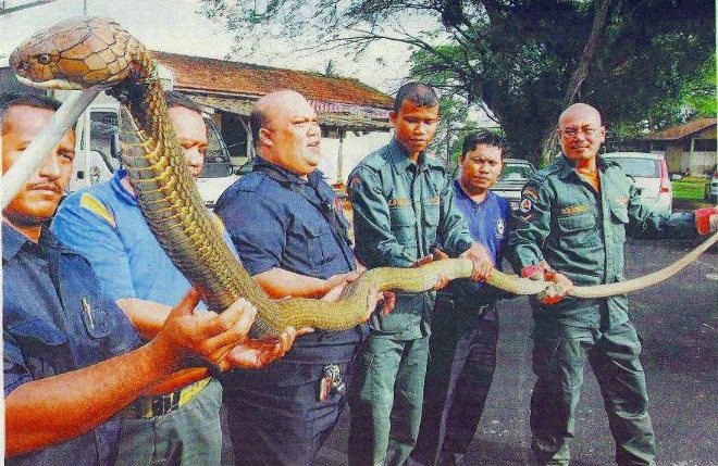 В Малайзии была поймана самая длинная королевская кобра