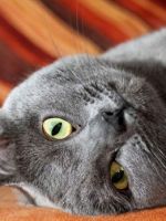 Кошка шартрез – описание породы, особенности и ее основные отличия от британцев