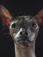Лысая собака – какие существуют породы, лишенные шерсти, и их основные характеристики