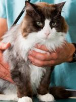 Стерилизация кошек – что это за процедура, основные варианты ее проведения, плюсы и минусы