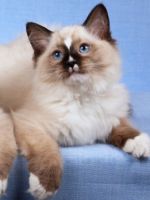 Кошка рэгдолл – описание, история и стандарты породы, основные рекомендации по уходу и содержанию