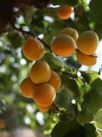 Обрезка абрикоса осенью – зачем проводить процедуру, как это правильно делать для разных деревьев?