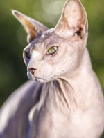 Кошка сфинкс – описание и история породы, черты характера, основные виды и длительность жизни