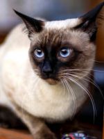 Тайская кошка – описание стандартов и истории породы, особенности характера и поведения