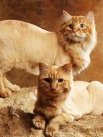 Стрижка кошек – зачем и как часто проводить процедуру, существующие виды