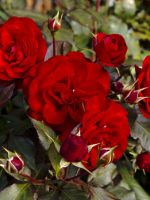 Виды роз – особенности парковых, ремонтантных, чайно-гибридных и полиантовых сортов
