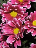 Кустовая хризантема – описание растения, основные сорта и рекомендации по посадке