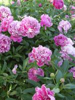 Цветы пионы – описание и виды растения, рекомендации по посадке и уходу