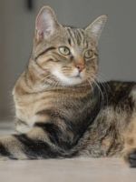 Европейская кошка – описание и основные характеристики породы, рекомендации по уходу