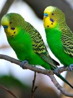 Сколько живут волнистые попугаи – продолжительность жизни птиц в домашних условиях и в дикой природе