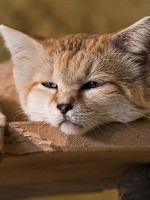 Барханный кот – описание уникальной породы, где обитает в природе и особенности содержания дома