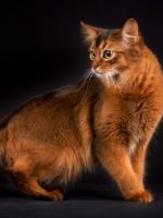 Кошка сомали – описание породы, существующие окрасы и цены на животных
