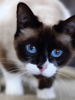 Сноу-шу – история возникновения и описание породы, сколько стоят и живут кошки?