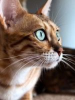 Серенгети – что это за порода кошек, цена, рост и особенности характера животного