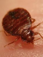Домашние клопы – откуда появляются, чем опасны насекомые, как избавиться?