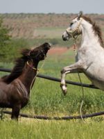 Масти лошадей – что такое масть, черты основных и необычных мастей животных