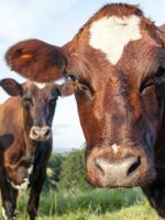Породы коров – советы по выбору здорового животного, особенности основных видов