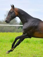 Ахалтекинская лошадь – описание внешнего вида, где обитает, особенности характера