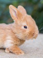 Карликовый кролик – описание, сколько живут питомцы, плюсы и минусы, основные породы