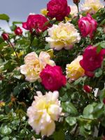 Цветы розы – описание, использование в ландшафтном дизайне, особенности посадки