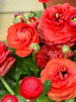 Цветы похожие на розы – особенности эустомы, ранункулюса, морозника, китайской розы и других растений