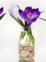 Весенние цветы – описание подснежника, морозника, крокуса, пролеска и других растений