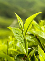 Чайное дерево – описание, как выглядит, где растет, какие есть виды, правила ухода