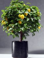 Лимонное дерево – как выглядит, можно ли вырастить из косточки, как правильно посадить и ухаживать?