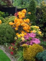 Цветущие кустарники – характеристики калины, сирени, гортензии, бузины, розы, форзиции и вейгелы
