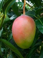 Дерево манго – как выглядит и цветет, можно ли вырастить их косточки, как правильно посадить и ухаживать?