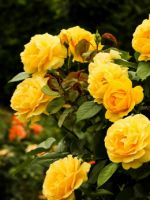 Желтые розы – какие есть виды, популярные сорта цветов разных окрасов, использование в саду