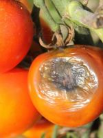 Болезни помидор – основные грибковые, вирусные и бактериальные заболевания, рекомендации по профилактике