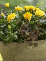 Как ухаживать за домашней розой после покупки, во время цветения и для роста?