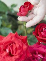 Уход за розами – как удобрять, поливать, обрезать и подвязывать кусты, правила ухода в разное время года