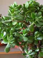 Денежное дерево толстянка – описание растения, как правильно посадить и проводить дальнейший уход