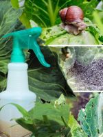 Чем обработать капусту от блошки – причины и признаки появления вредителей