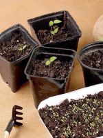 Выращивание рассады капусты – как подготовить семена, проведение посева и пересадки в открытый грунт