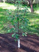 Как правильно посадить яблоню – выбор и подготовка саженца, когда лучше и где проводить процедуру?