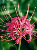 Ликорис – описание растения, легенда появления цветка, популярные виды