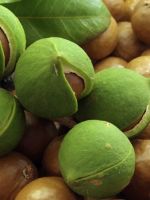 Орех макадамия – полезные свойства для женщин, мужчин и детей, состав ореха, как выбрать?