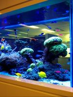 Фильтр для аквариума – зачем нужен, особенности разных видов, какой вариант лучше выбрать?