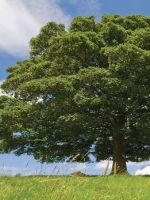 Дерево бук – описание, как выглядит, где растет, характеристики древесины