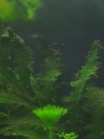 Бурые водоросли в аквариуме – что это такое, как выглядят, вред, причины появления