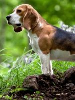 Собака бигль – описание, как выглядит, характер, окрасы, плюсы и минусы породы