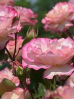 Уход за розами весной – правила открытия кустов, как обрезать, удобрять и поливать?