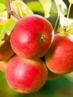 Яблоня Серебряное копытце – как выглядит, недостатки, основные характеристики, опылители