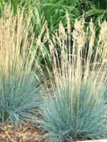 Овсяница сизая – описание, характеристика, сорта, посадка на рассаду, выращивание в горшке