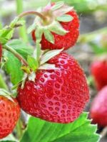 Клубника Зенга зенгана – описание, как выглядят ягоды, основные характеристики, урожайность