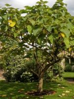 Дерево павловния – как выглядит, основные характеристики и виды, условия выращивания