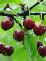 Болезни вишни – основные признаки и рекомендации лечения коккомикоза, монилиоза и других заболеваний
